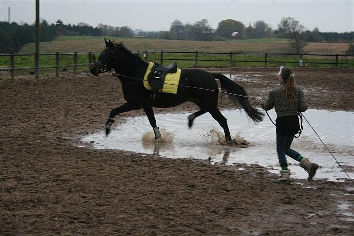 Anden særlig race Casino Royale(Black Star) - Da baby var en lille bitte unghest, der slet ikke vidste noget om at ride :P
..If you got a talent, protect it.. billede 6