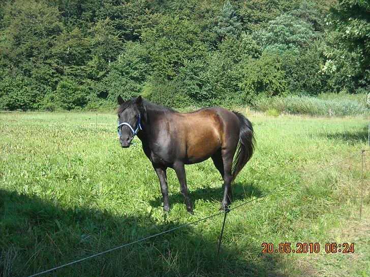 Welsh Mountain (sec A) * * * *Chanti* * * * my prinses ever <3<3<3<3<3333 - Lige hente Chanti juli 2010 billede 2