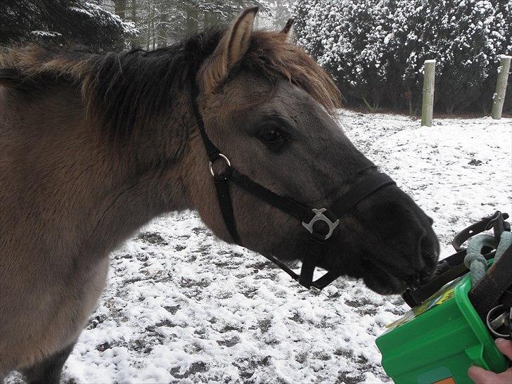 Anden særlig race Skovbjerggaards Astucia - fra den 27 november 2010 billede 8