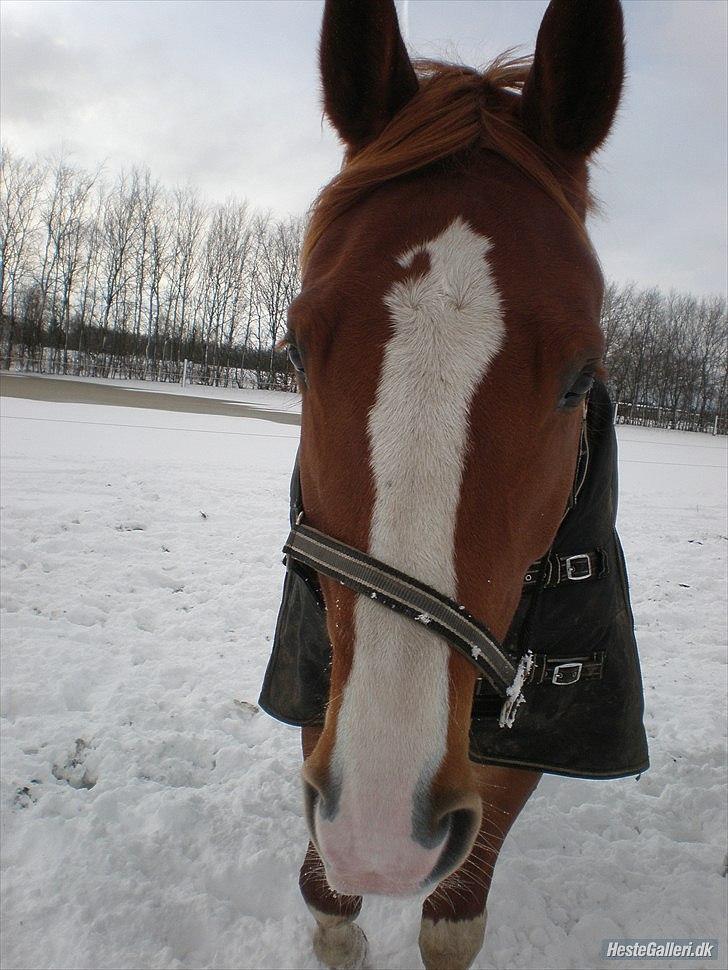 Anden særlig race Webley Brentedal  - Nærbillede hihi billede 14
