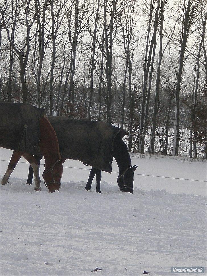 Anden særlig race Webley Brentedal  - Webley og hans elskede kæreste :) billede 16