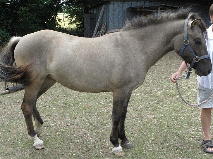 Anden særlig race Skovbjerggaards Astucia - fra i sommerferien billede 9