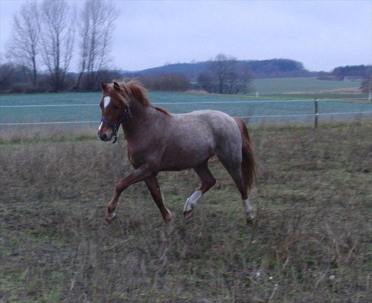 Welsh Pony (sec B) Valentins Lamirado  billede 16