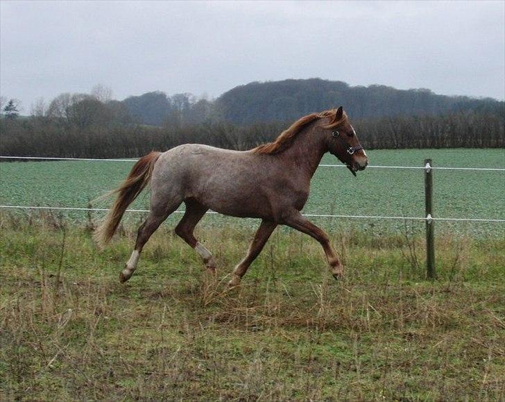 Welsh Pony (sec B) Valentins Lamirado  billede 17