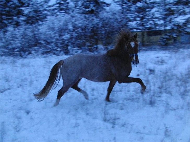 Welsh Pony (sec B) Valentins Lamirado  billede 18