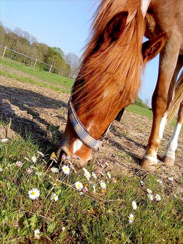 Welsh Pony (sec B) Valentins Lamirado  billede 19