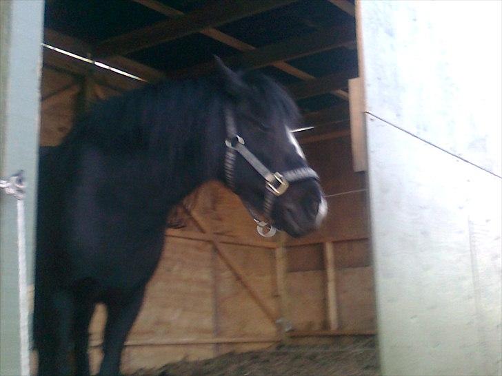 Anden særlig race Blackie billede 7