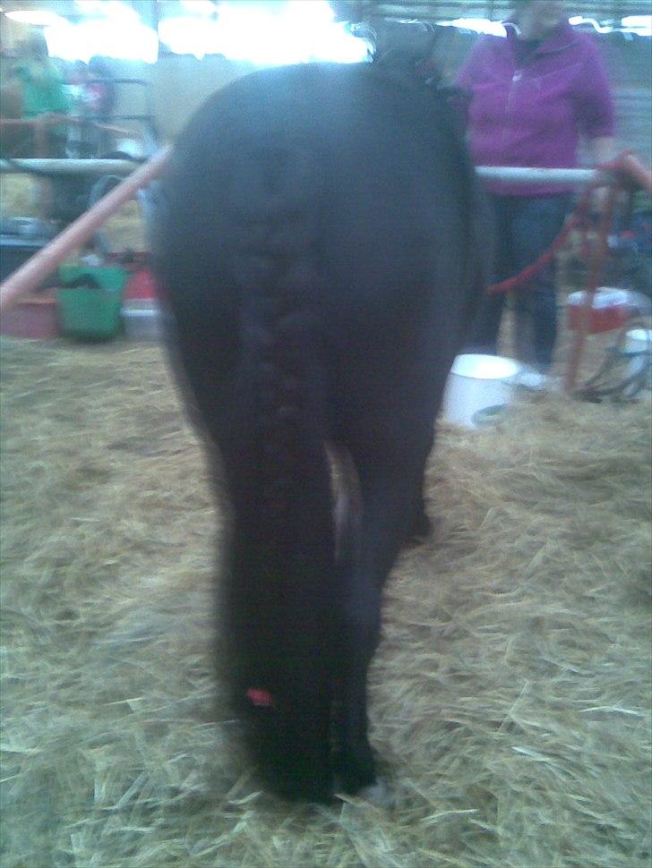 Anden særlig race Blackie billede 10