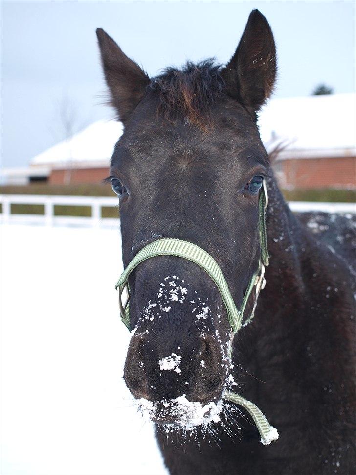 Barockpinto Bel'liva *SOLGT* billede 20