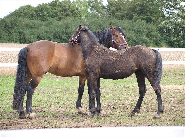 Barockpinto Bel'liva *SOLGT* billede 17