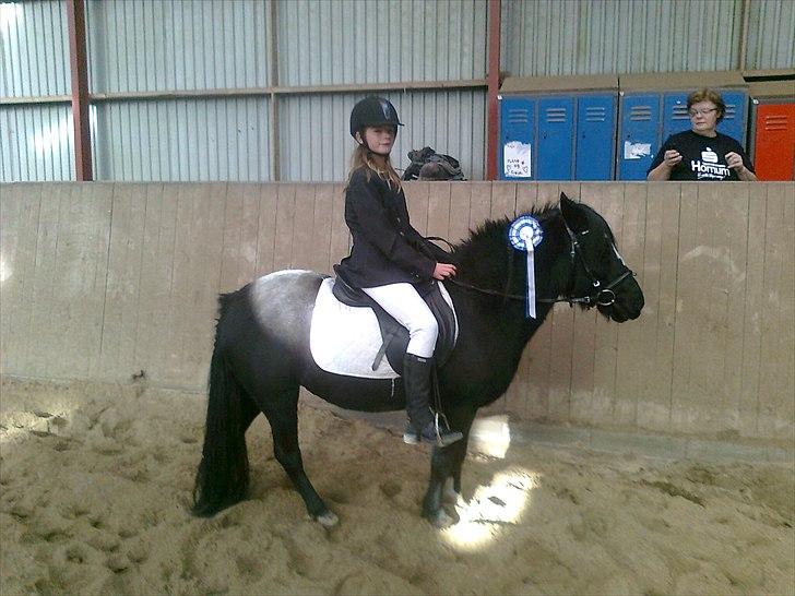 Anden særlig race Blackie - ´har lige været til stævne for første gang og fik 2 plads i ld1 uden hjælper billede 11