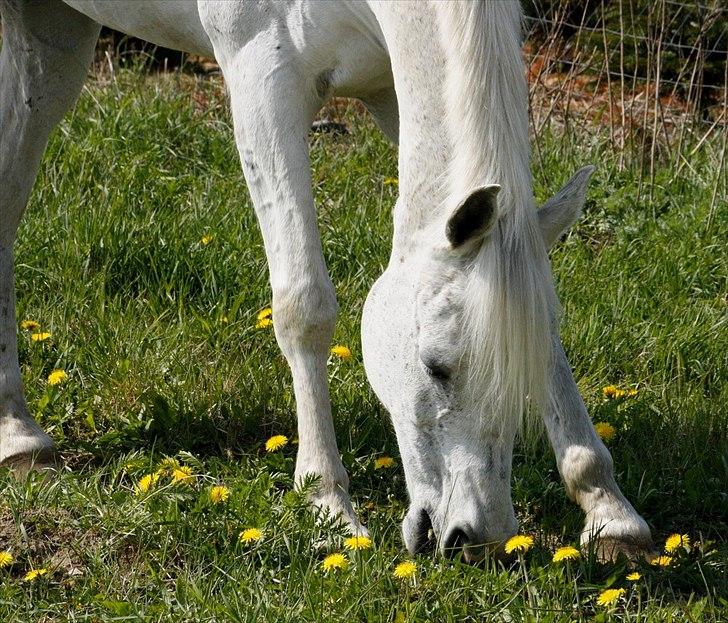 Anden særlig race White Boy - White Boy på folden - 6. maj 2011. billede 13