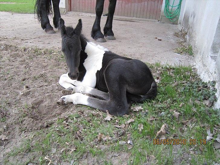 Barockpinto Impala Frieserly - 1 dag billede 4