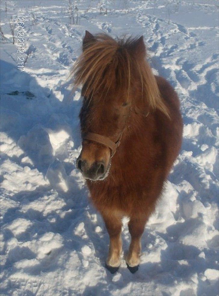 Shetlænder ronja - så stille står hun ikke tit billede 7