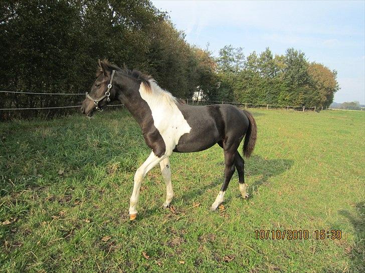 Barockpinto Impala Frieserly - 5 måneder billede 14