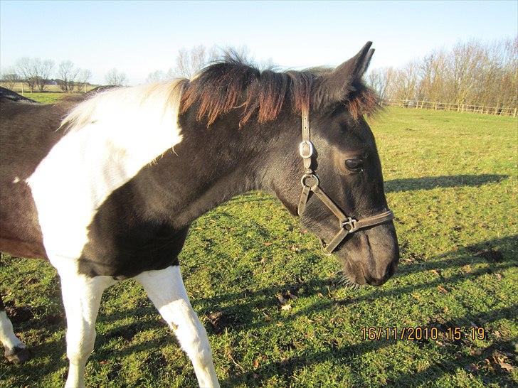 Barockpinto Impala Frieserly - 6 måneder billede 15