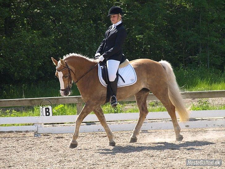 Haflinger Studgårdens Sally<3 *STJERNEN* Savnet :'(<3 - forid du er også kan flytte fusserne skat klubmesterskab 2010 la1 nummer 3. fotograf: signe rich billede 13