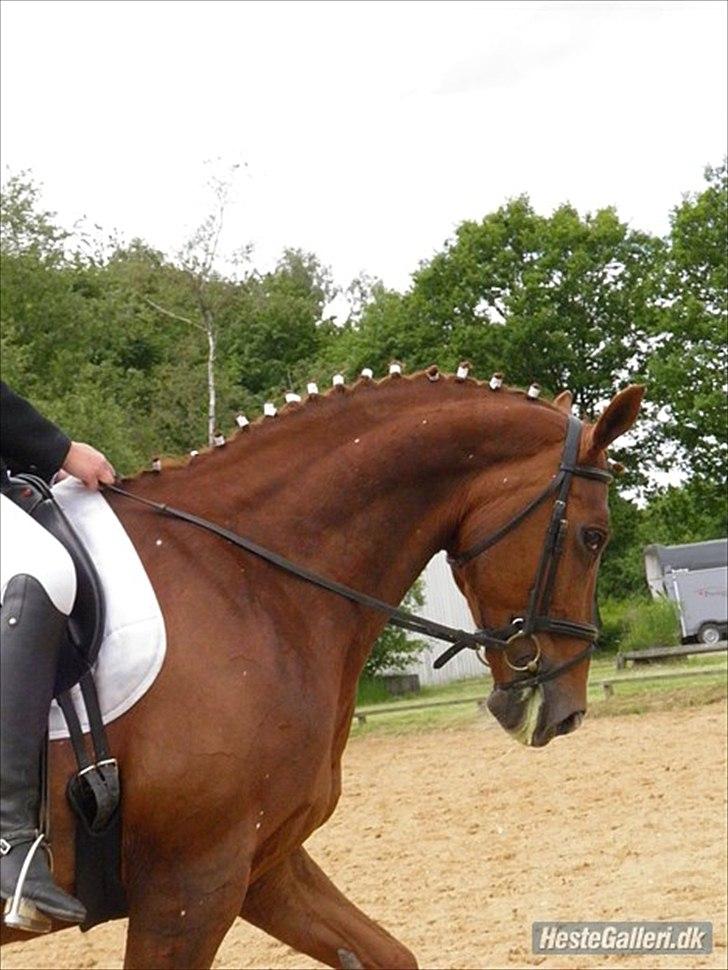 Dansk Varmblod Tai Shine  billede 7