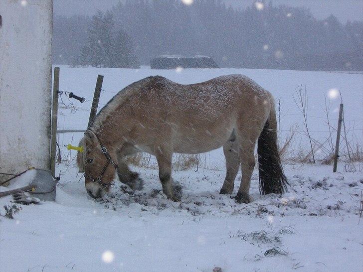 Fjordhest Gismo solgt billede 8