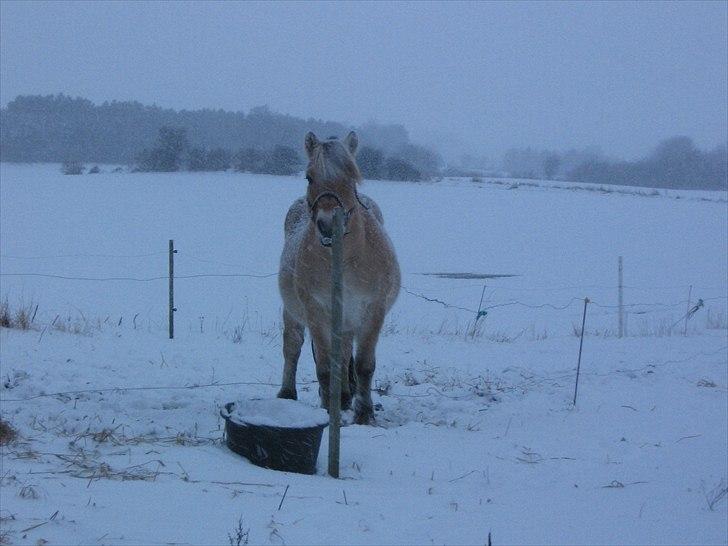 Fjordhest Gismo solgt billede 9