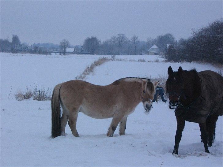 Fjordhest Gismo solgt billede 10