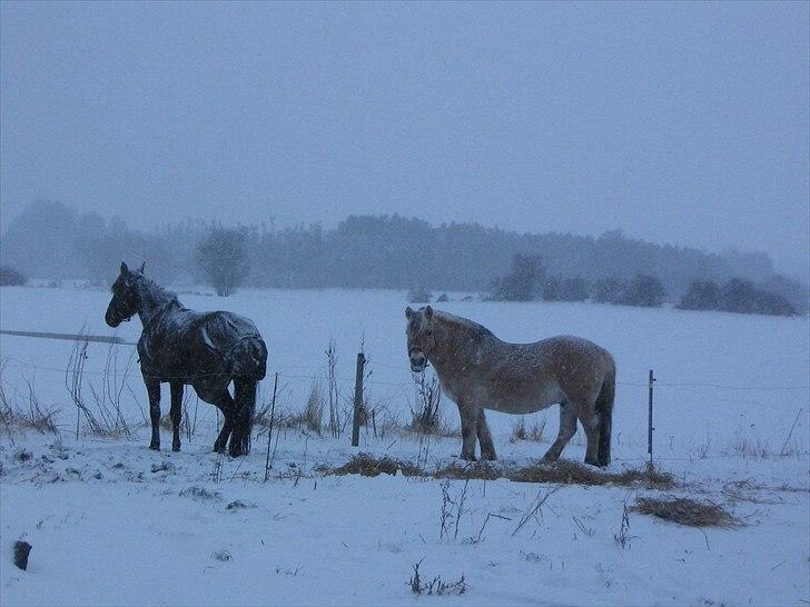 Fjordhest Gismo solgt billede 11