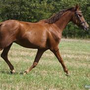 Dansk Varmblod zafir