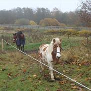 Pinto Kronborggaardens Tjalfe