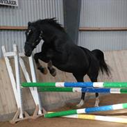 Anden særlig race Rapell