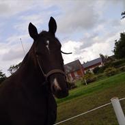 Anden særlig race Rapell