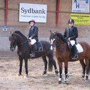 Welsh Pony (sec B) Rakt`s Britney solgt