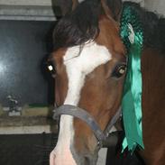 Welsh Pony (sec B) Rakt`s Britney solgt