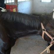 Welsh Pony (sec B) Lyngvejens Malu