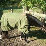 Welsh Pony (sec B) Lyngvejens Malu