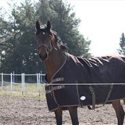 Anden særlig race Bæklunds Zatya