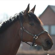Anden særlig race Bæklunds Zatya