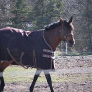 Anden særlig race Bæklunds Zatya