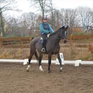 Schweres Warmblut Lorenzo