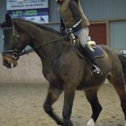 Schweres Warmblut Lorenzo