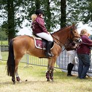 New Forest Sunshine S