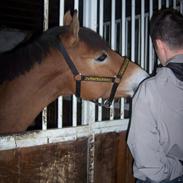 New Forest Sunshine S