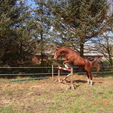 Arabisk fuldblod (OX) Fadligt - RIP 7/2-2011