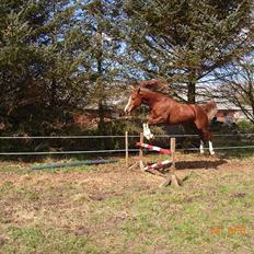 Arabisk fuldblod (OX) Fadligt - RIP 7/2-2011