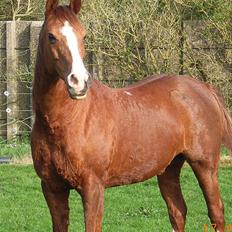 Arabisk fuldblod (OX) Fadligt - RIP 7/2-2011