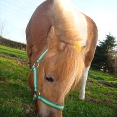 Shetlænder Thorsvang´s Tut