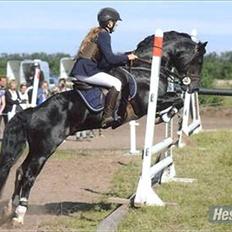 Welsh Cob (sec D) Fronerthig Young King 