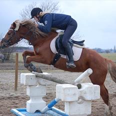 New Forest Mølgaards Tiffany ! "Solgt"