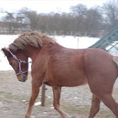 New Forest Mølgaards Tiffany ! "Solgt"