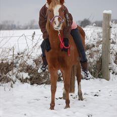 New Forest Mølgaards Tiffany ! "Solgt"