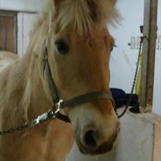 Fjordhest Ceres Mørk. (GL. part)